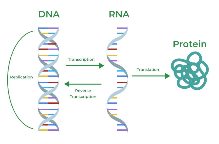Central Dogma of Molecular Biology: DNA replication, transcription to RNA, and translation to Protein.