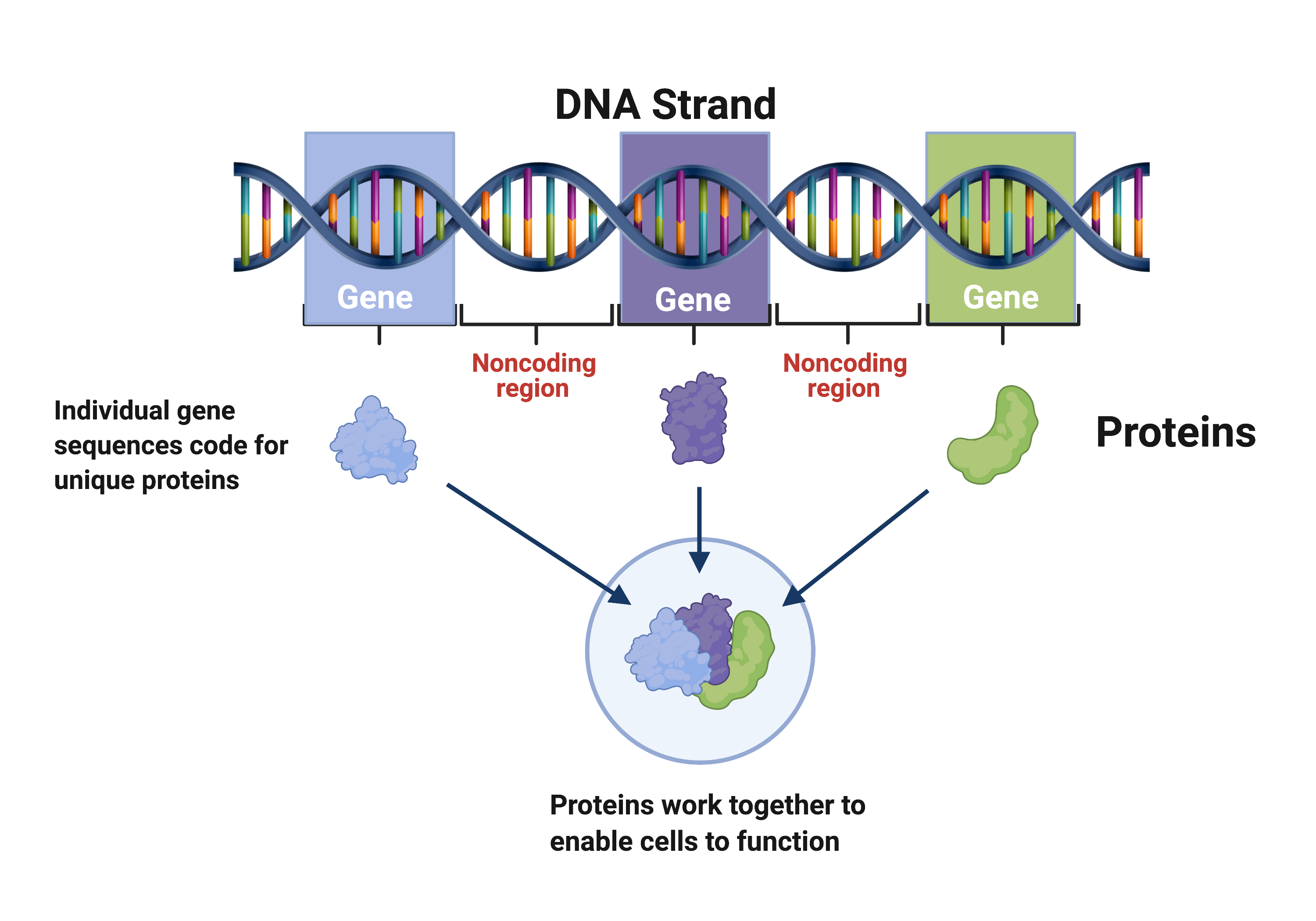 DNA strand organized into genes with noncoding regions, each gene encoding a unique protein.