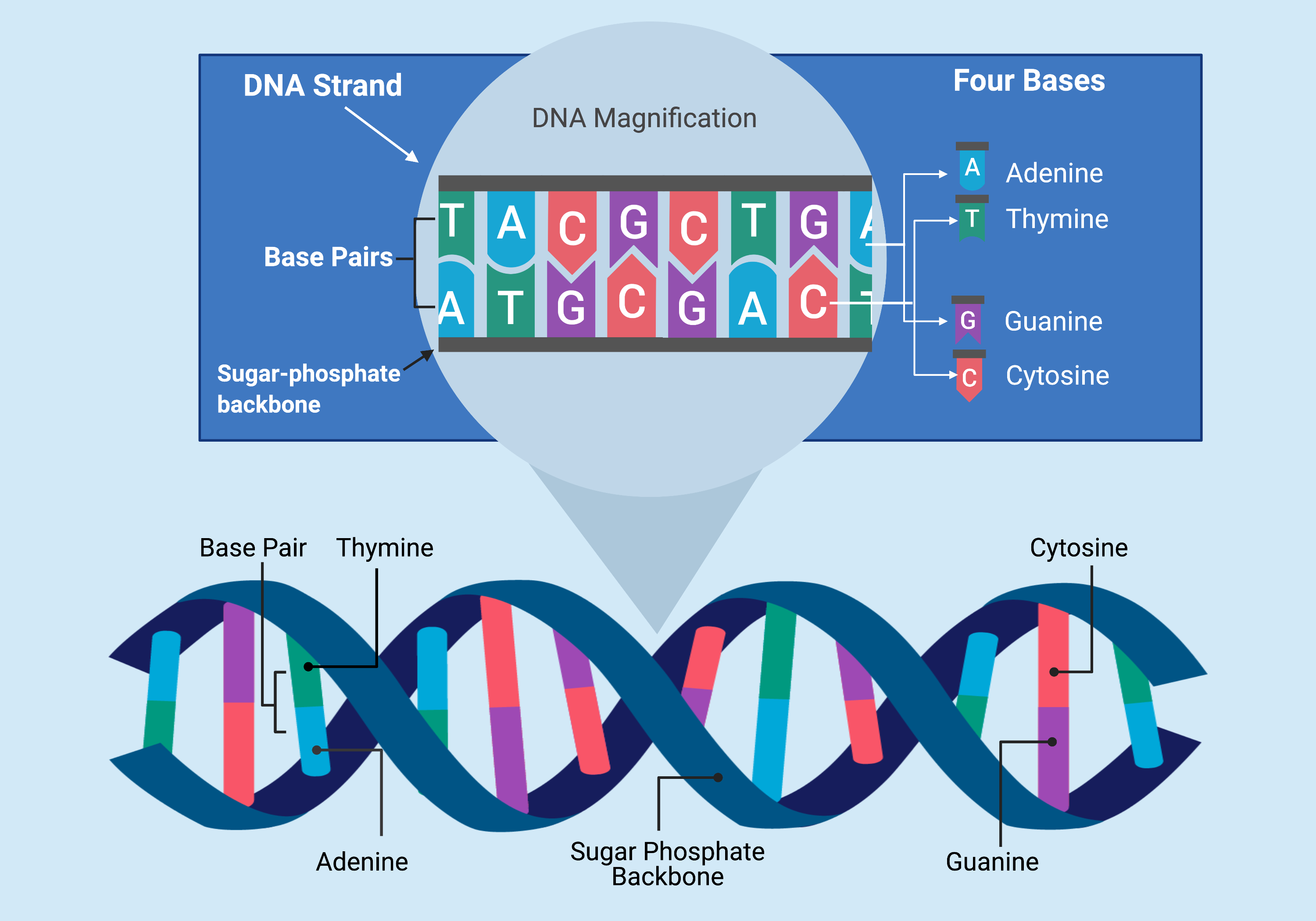 DNA double helix structure showing the four nucleotide bases (A, T, C, G), base pairs, and sugar-phosphate backbone.