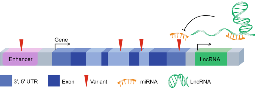 Non-coding variants and non-coding regulation showing variants in enhancers, lncRNAs, and other regulatory elements.