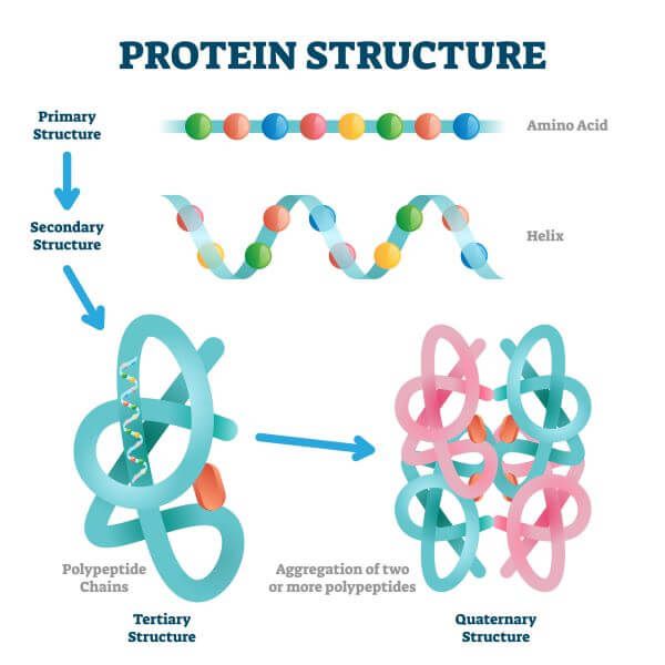 Four levels of protein structure: primary (amino acid chain), secondary (helix), tertiary (3D fold), and quaternary (multi-chain complex).